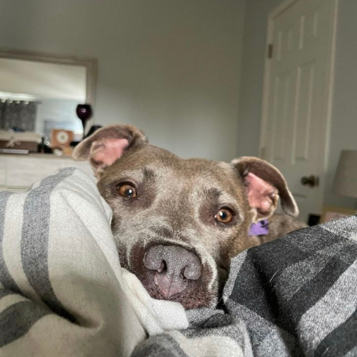 You Need to Teach Both the Dog and the Child Boundaries: Babies and Dogs with Lauren Haley