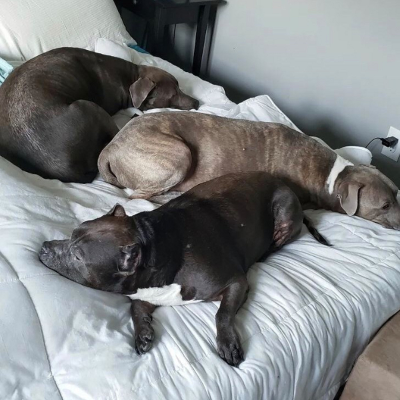 "Have Individual Time": Managing Multiple Dogs with Kate Hosier