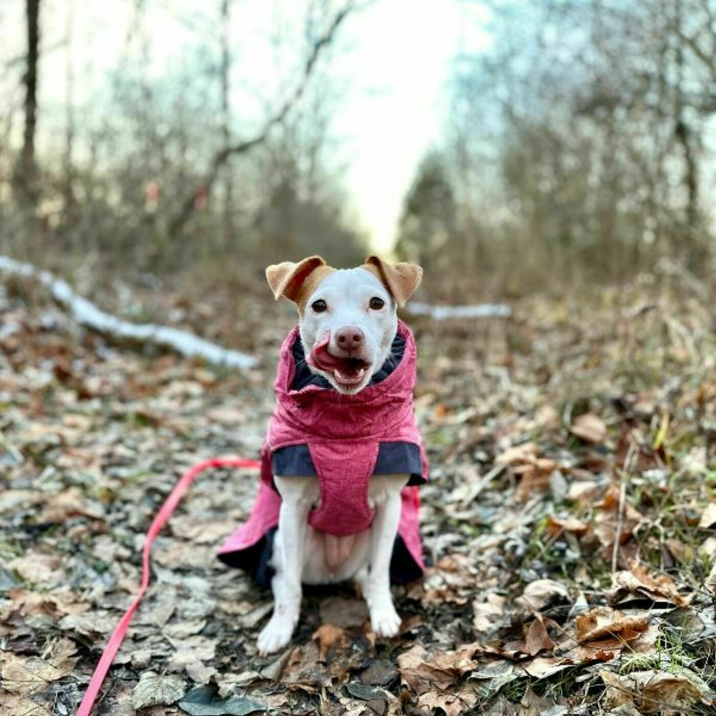 “I Started To See We Were Making Progress": Trick Training for Confidence with Kaylin of Luna the Trick Dog