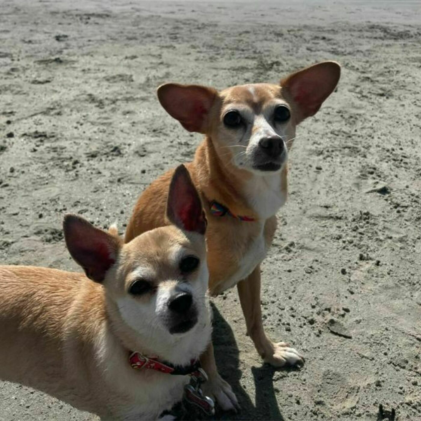 “It’s Amazing What Those Little Dogs Can Do”: Talking Small Dogs with Vivian Pineda