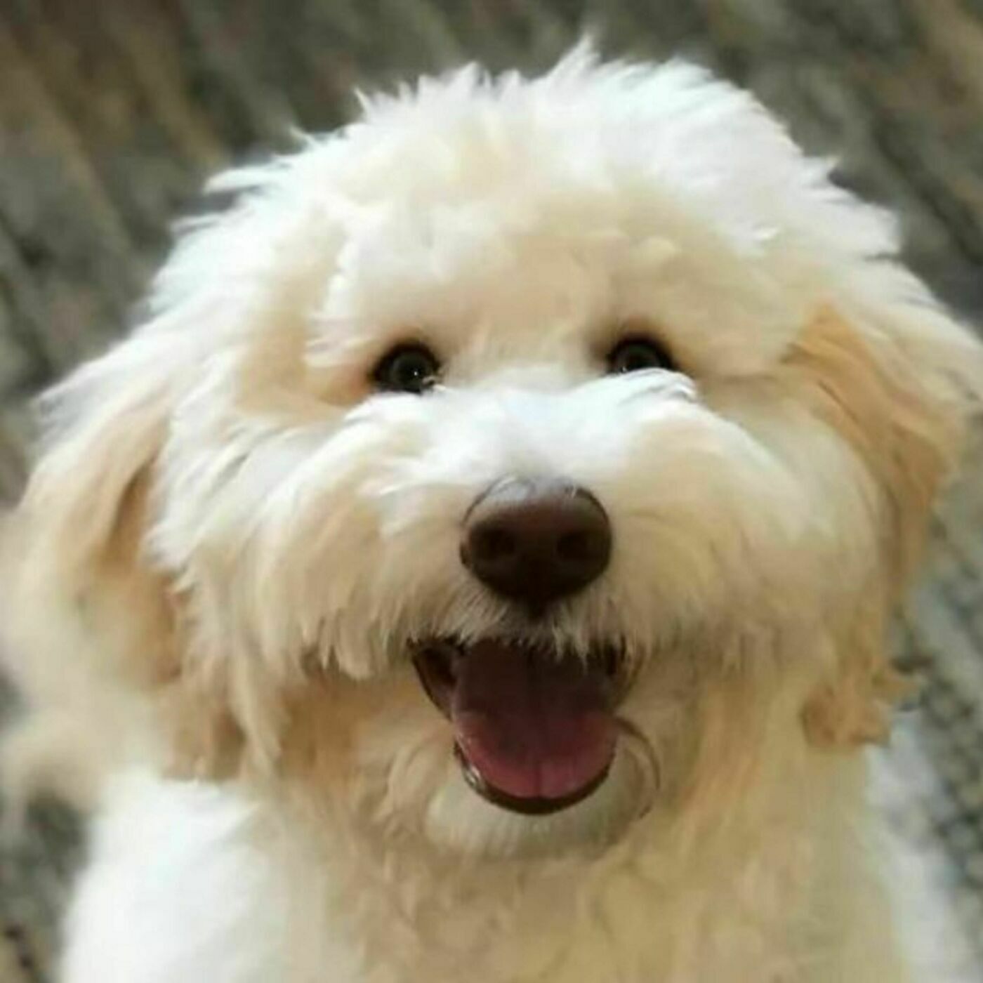 "Dogs Tug On Our Shirt, Too": The Importance of Puppy Socialization with Marge Rogers and Eileen Anderson