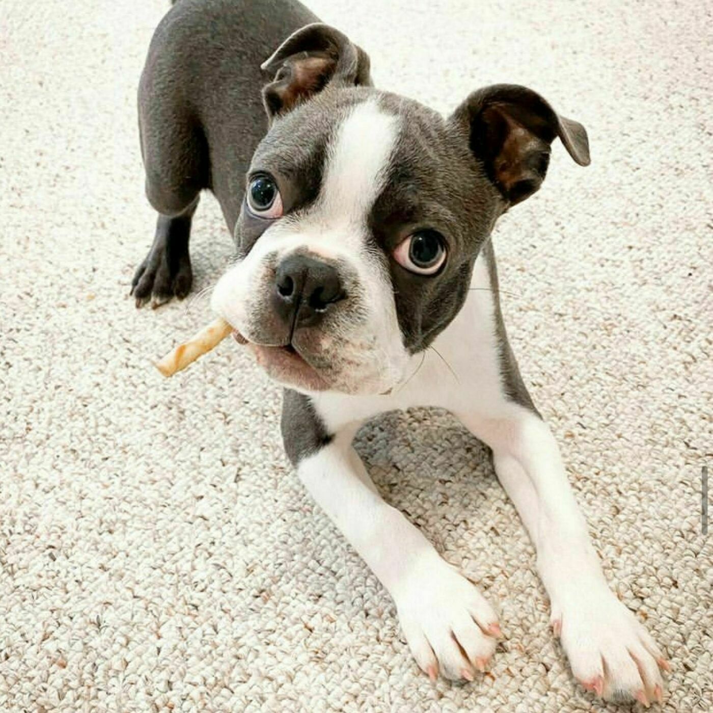You Don't Have a Demon in Your Home: Discussing Puppies with Juliana DeWillems