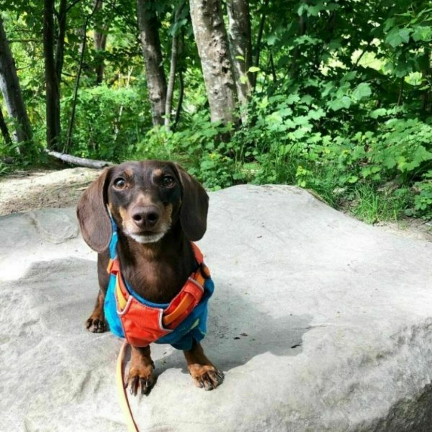 "He Definitely Has Some Big Feelings": Small Dogs and Reactivity with Bernadette Tow of Hershey the Weenie