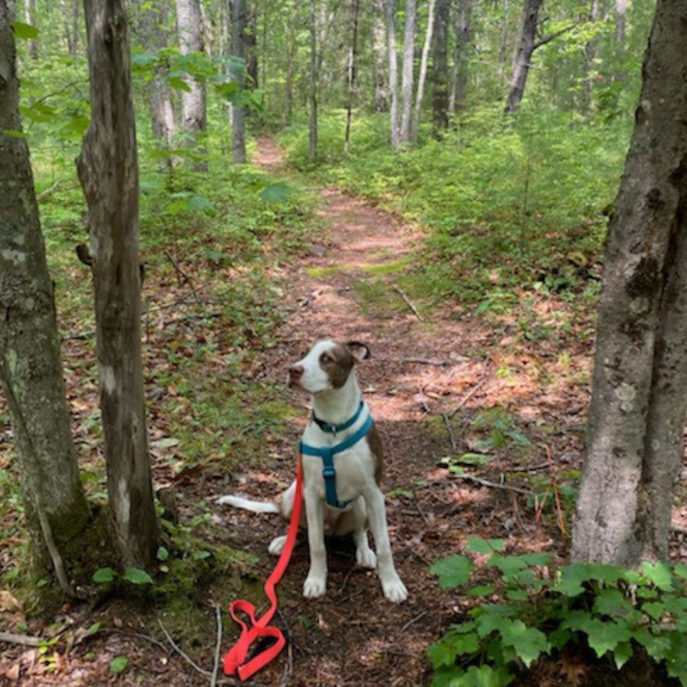 Puppies: Part Two With Dana Falsetta