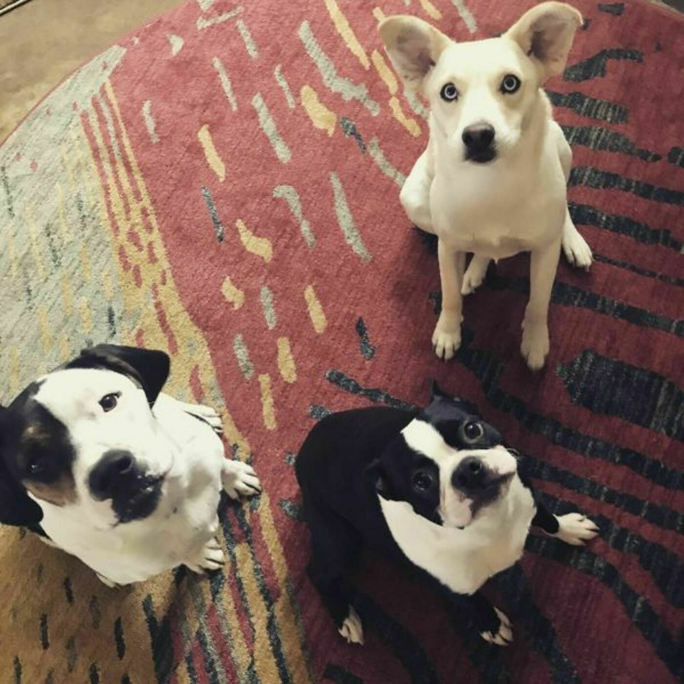 “My Awareness Changed”: Client Spotlight on Bob, Diesel, and Bonnie