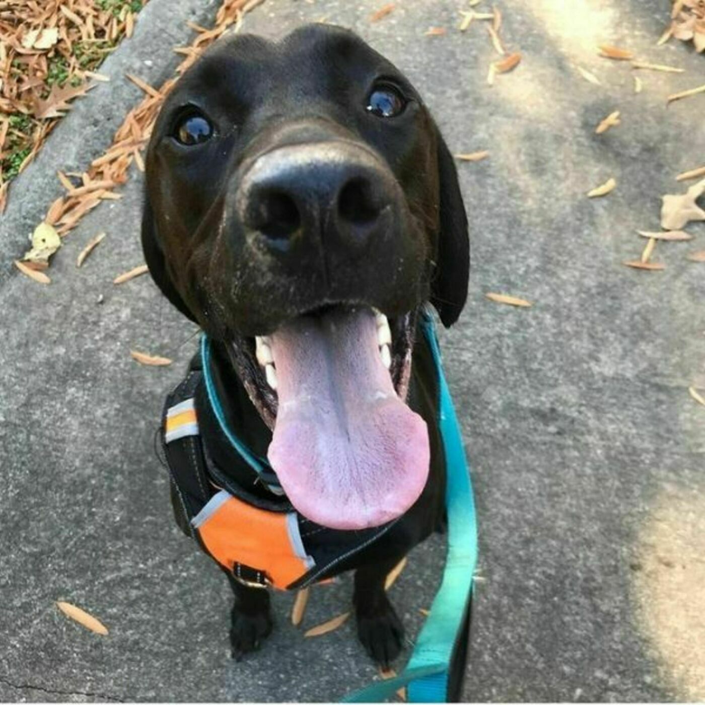"Get To Know Your Individual Dogs": Managing Multiple Dogs with Meaghan Karney