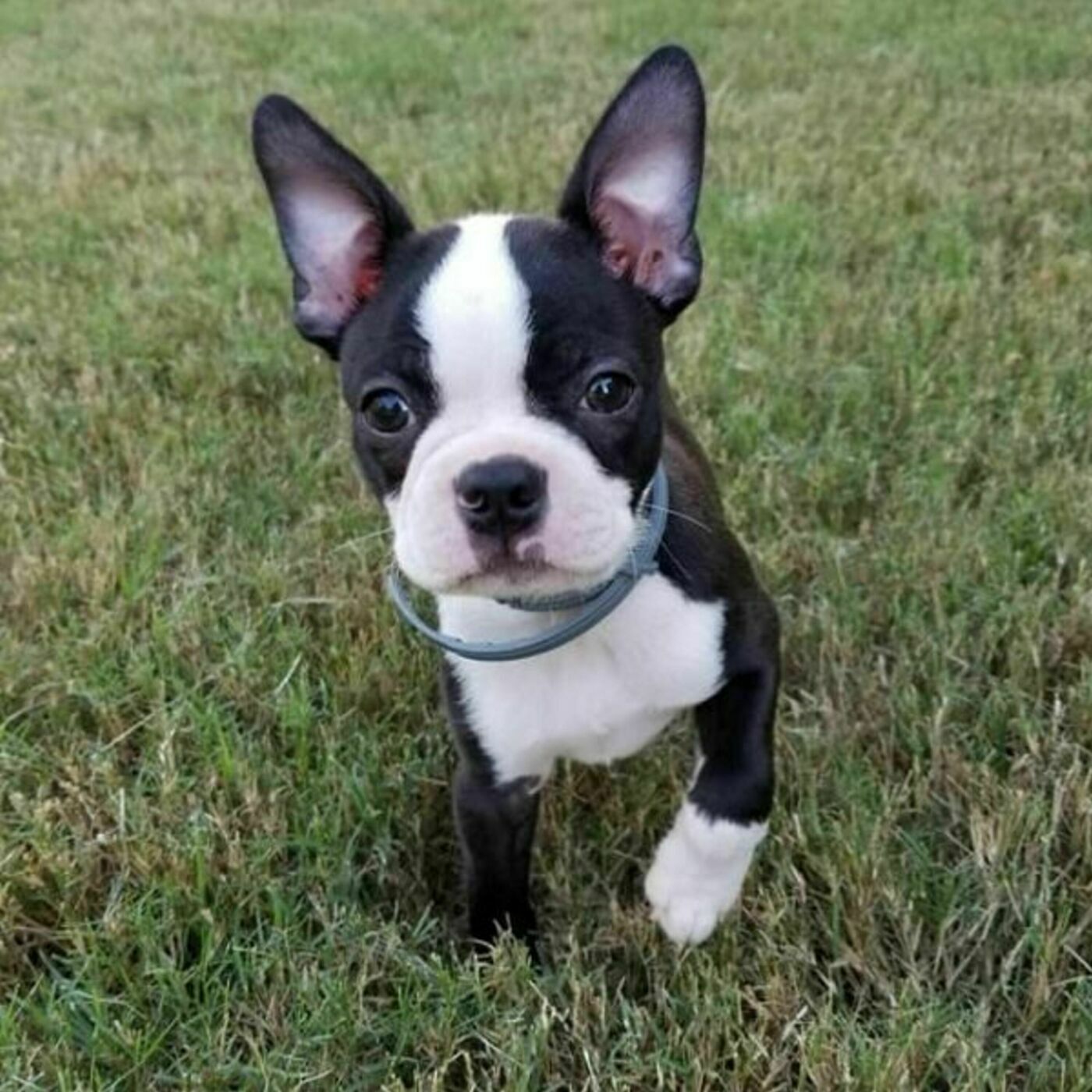"Sometimes I Call Them Perma-Toddlers": Managing Multiple Dogs with Renee Harding