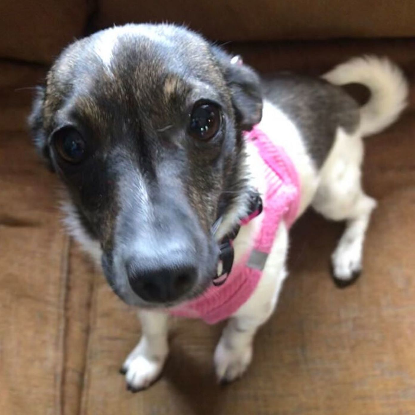 Meet the New Girl, Inky! Plus: Potty Training Tips