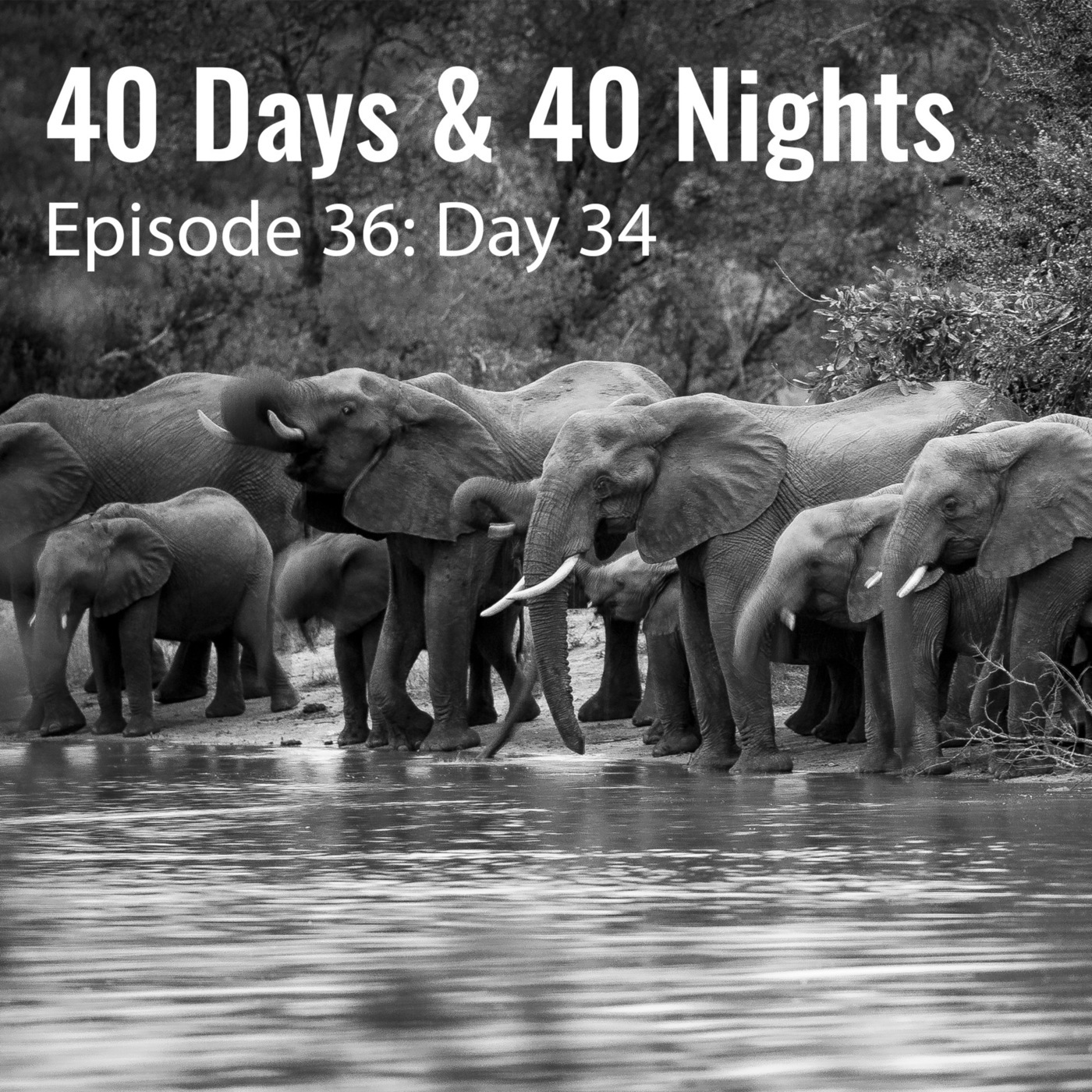 Day 34 - So Many More Elephants