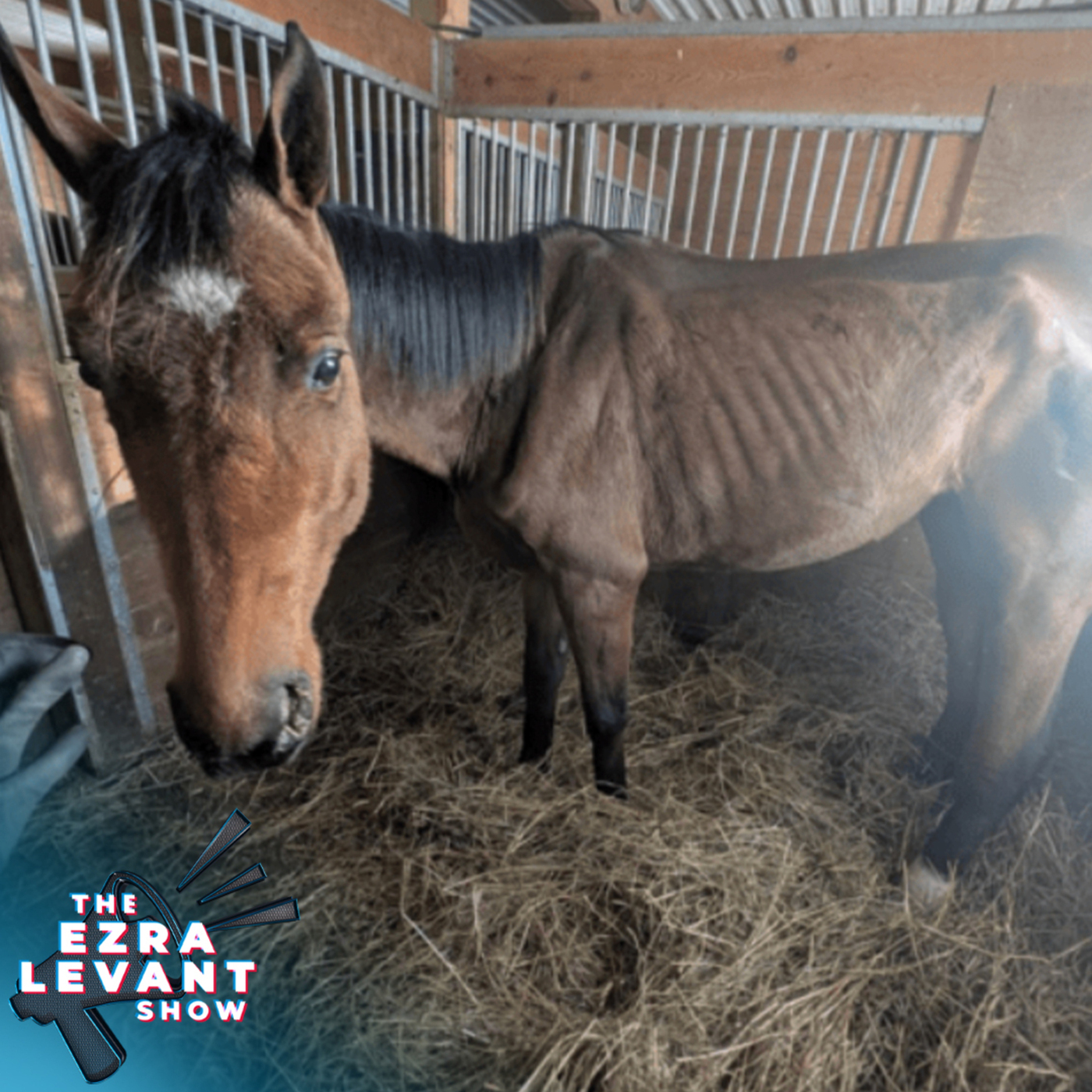 Horses need rescuing… from this horrifying Toronto rescuer