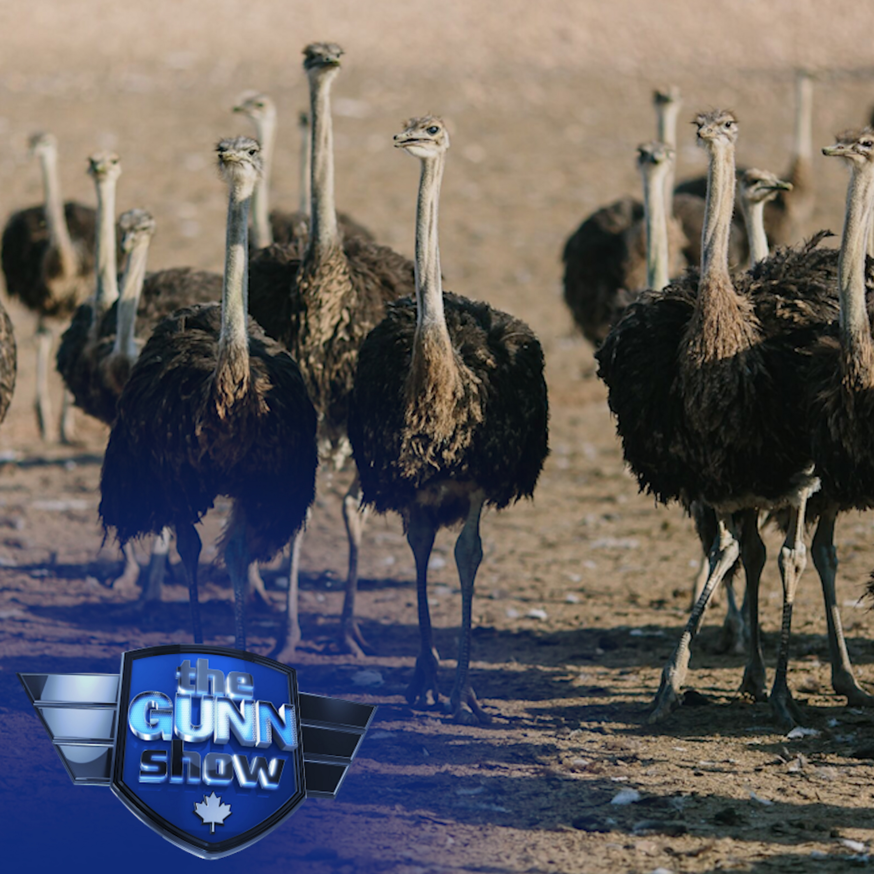 SHEILA GUNN REID | The CFIA slaughtered their ostriches — now it won't pay the farmers a cent