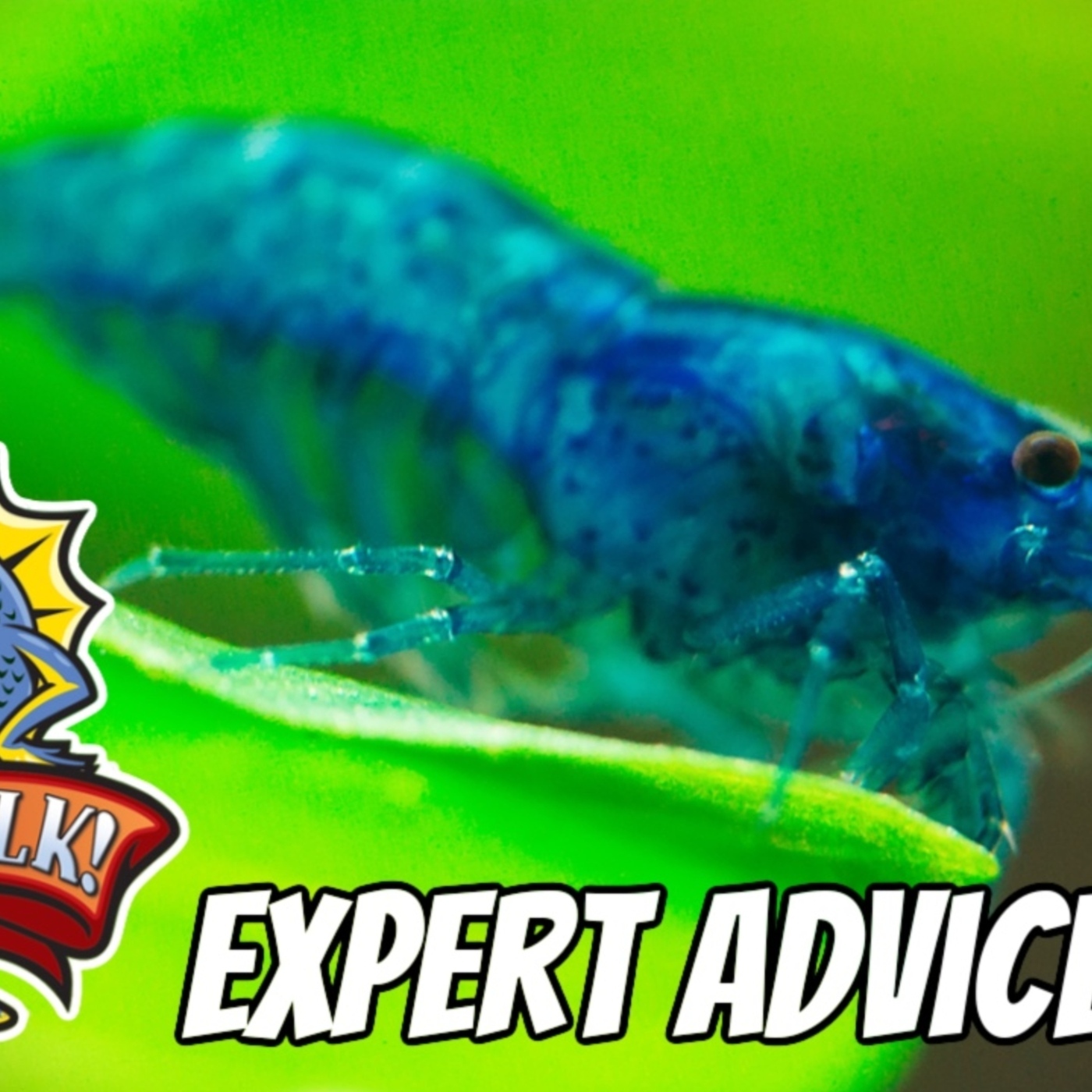 Top Tips for Keeping Shrimp With Special Guest Flip Aquatics
