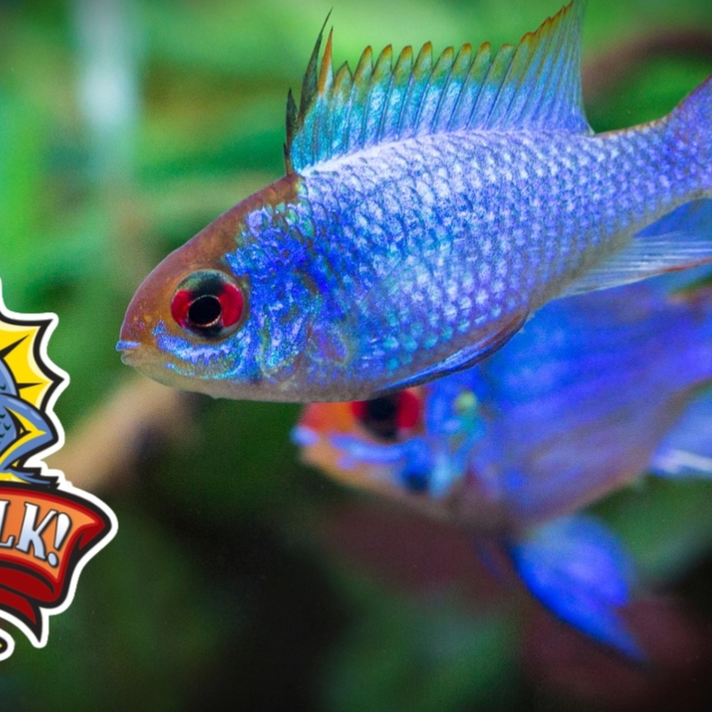 Top 10 Cichlids to keep with Community Fish