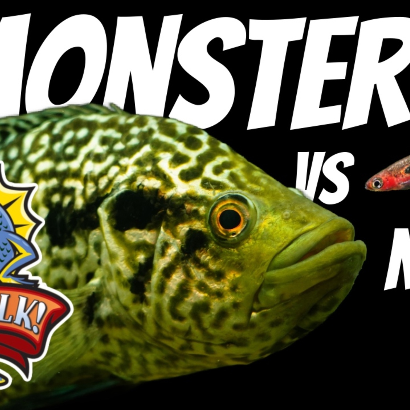 Monster Fish Vs  Nano Fish, A Fierce Debate