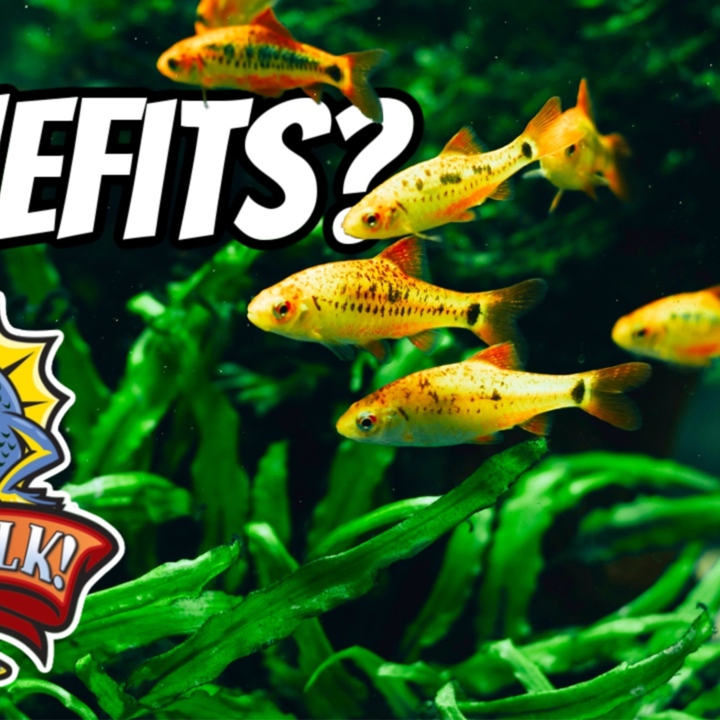 The Benefits Of Live Plants In Your Aquarium