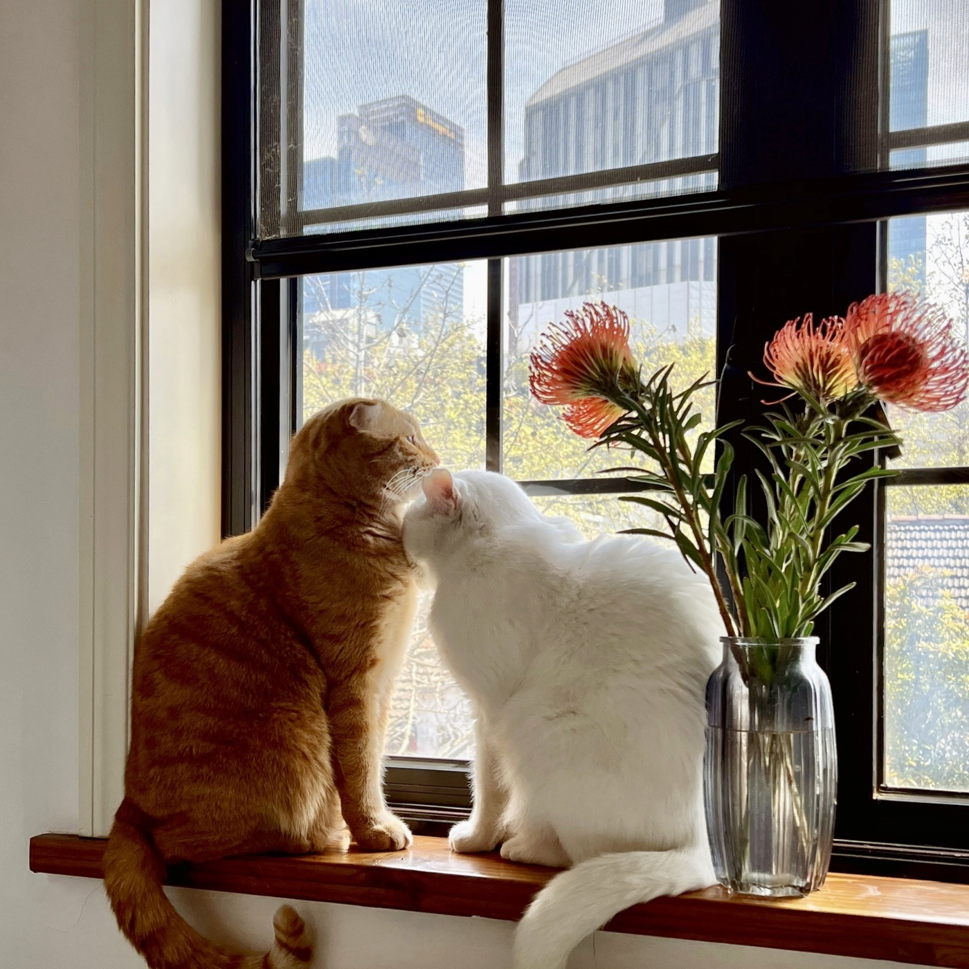 Steve说278期 - 小缅&豆豆 - 如何让猫咪做你的心理咨询师？