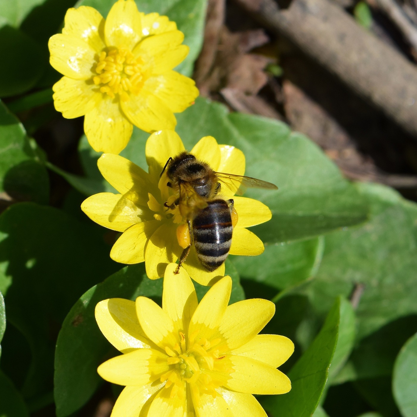 Bee Keeping 101