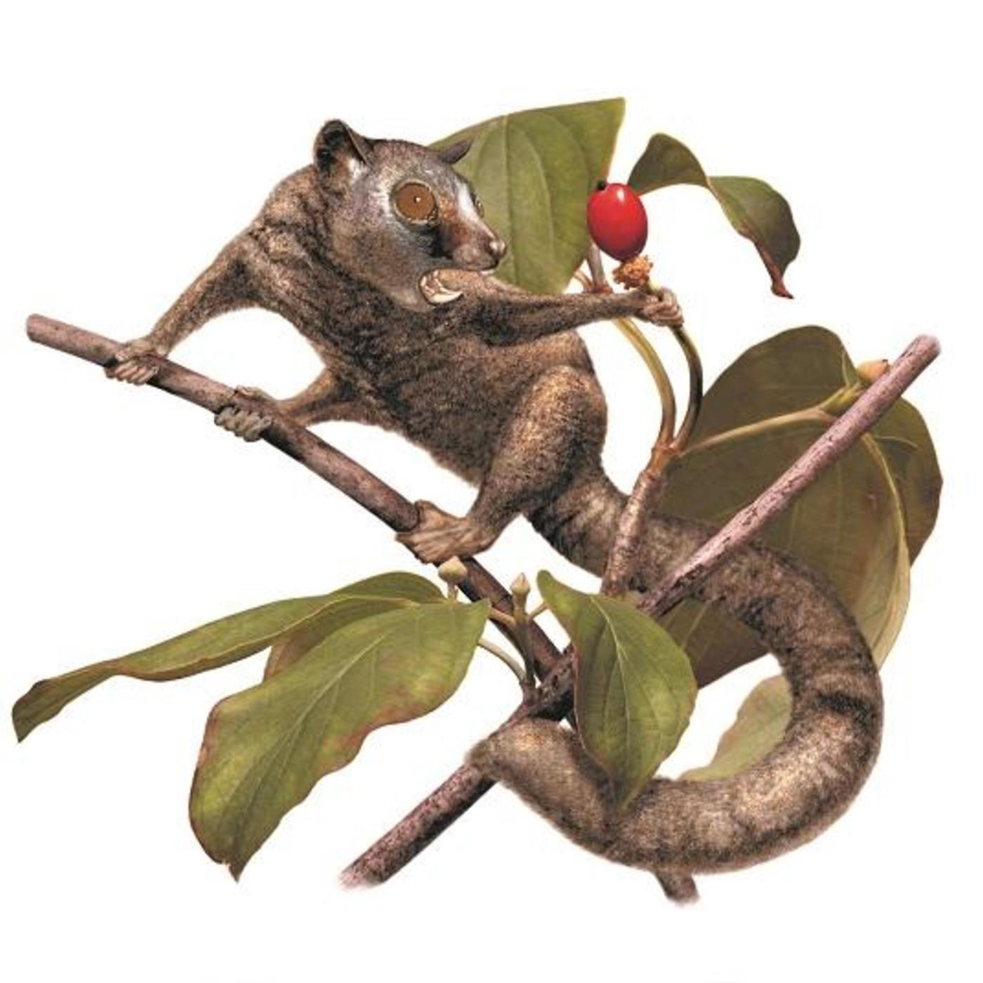 Angiosperm Coevolution Hypothesis